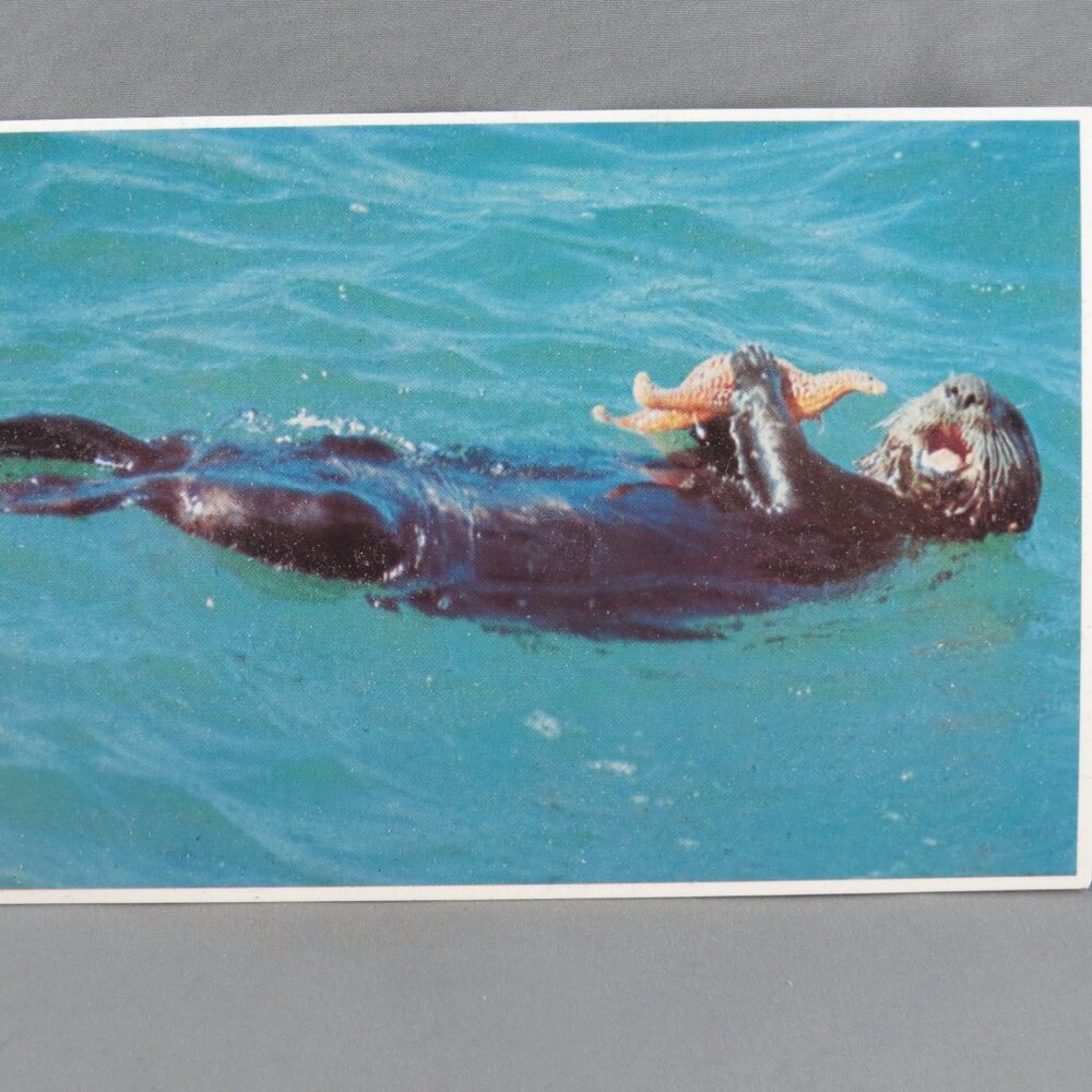 Vintage Postcard - Pacific Sea Otter - Royal